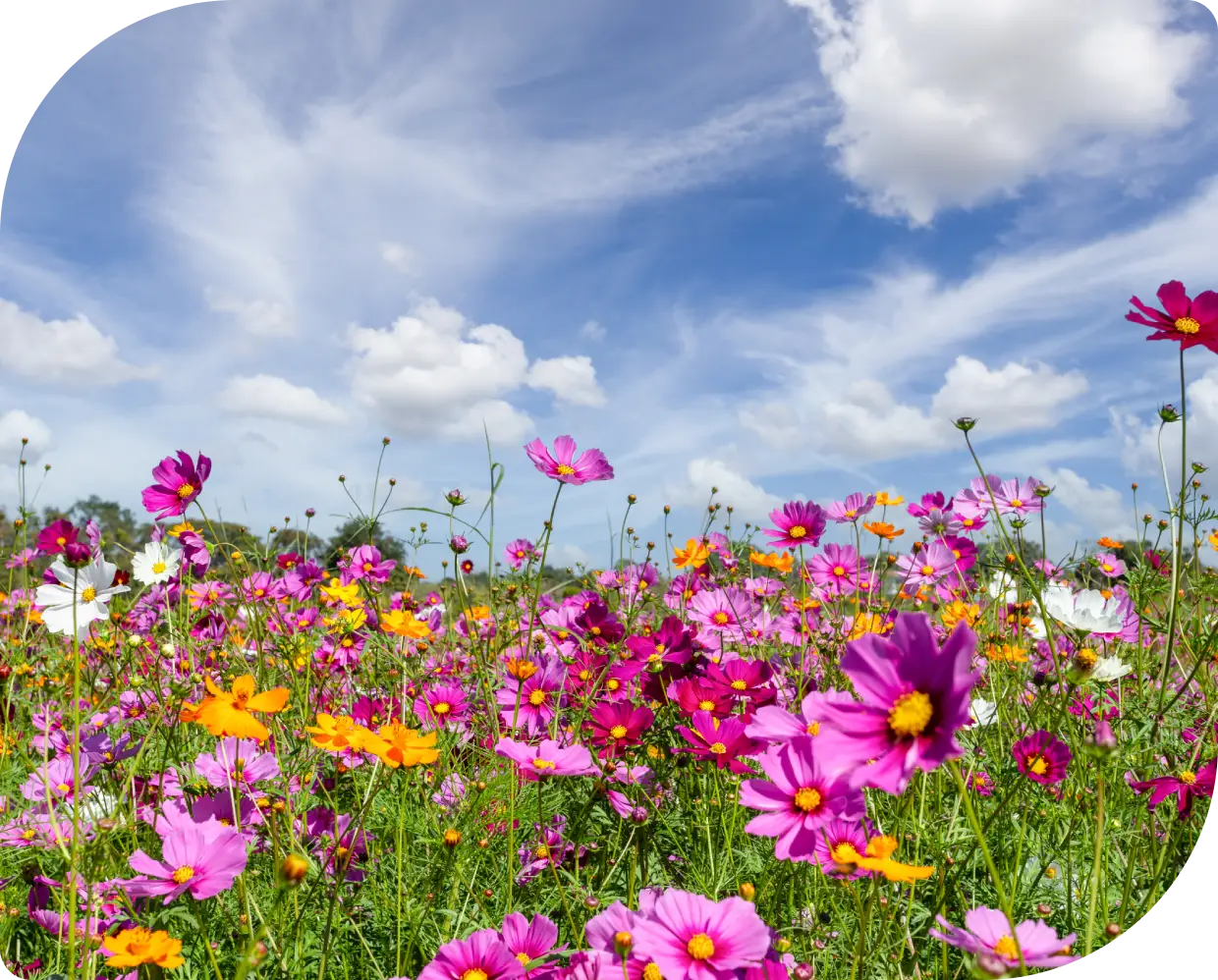 A colorful wildflower meadow under a cloudy sky.
