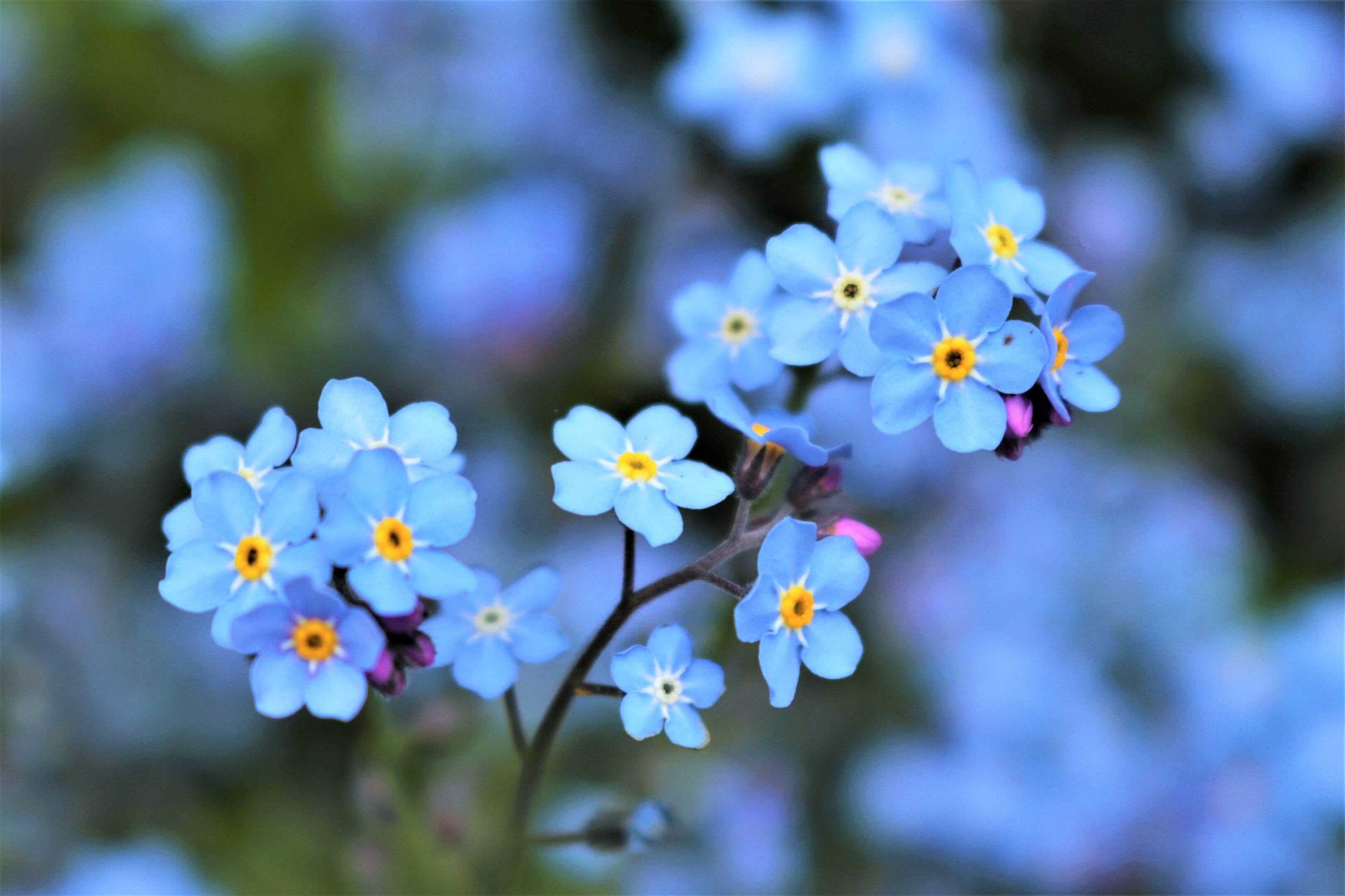 Close-up of delicate blue forget-me-not flowers.