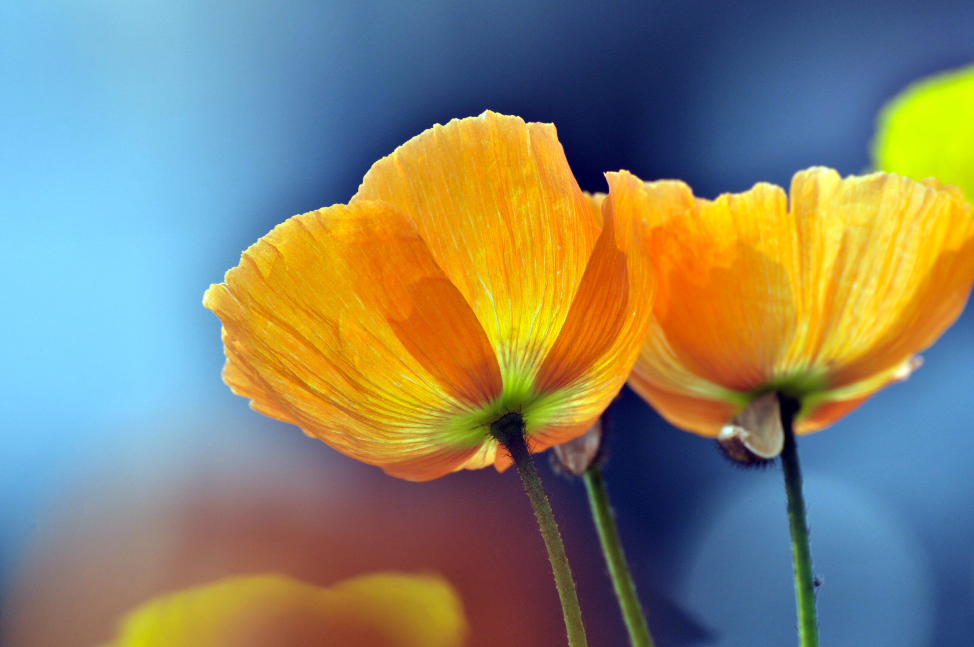 Close-up of vibrant orange poppies with a blurred blue background.