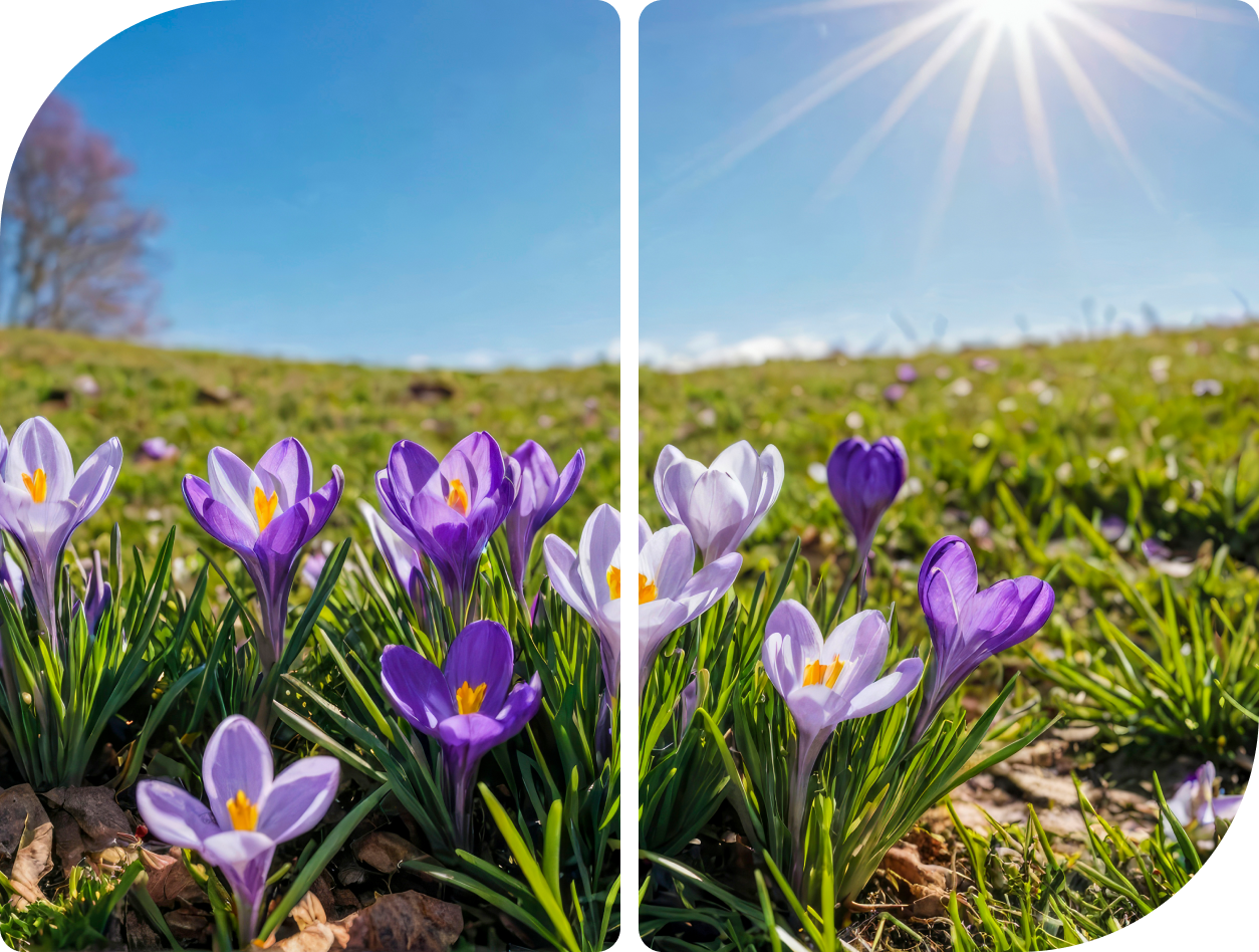 Purple and white crocus flowers blooming under bright sunlight in a green meadow.
