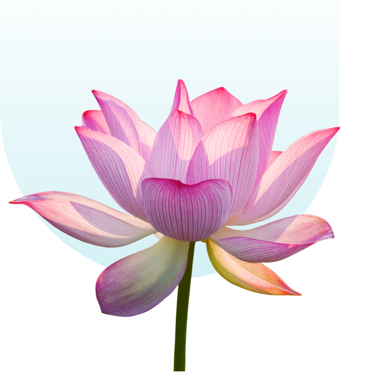 A pink lotus flower in bloom against a light blue sky.