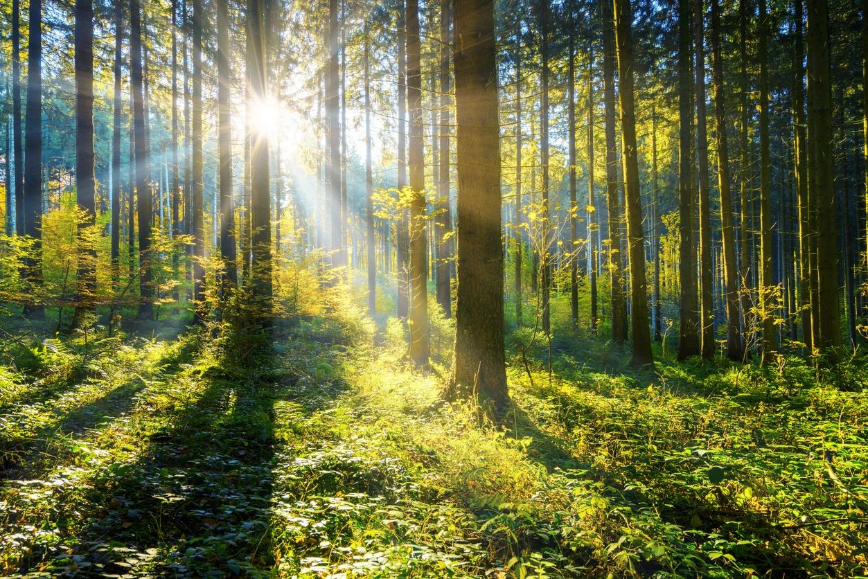 Sunlight streaming through a dense forest with lush green undergrowth.