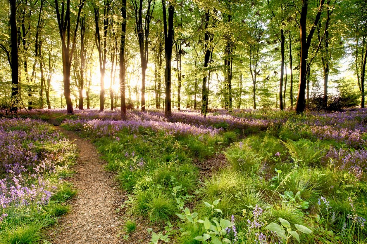Sunlight filters through trees onto a forest floor with green plants and purple flowers.