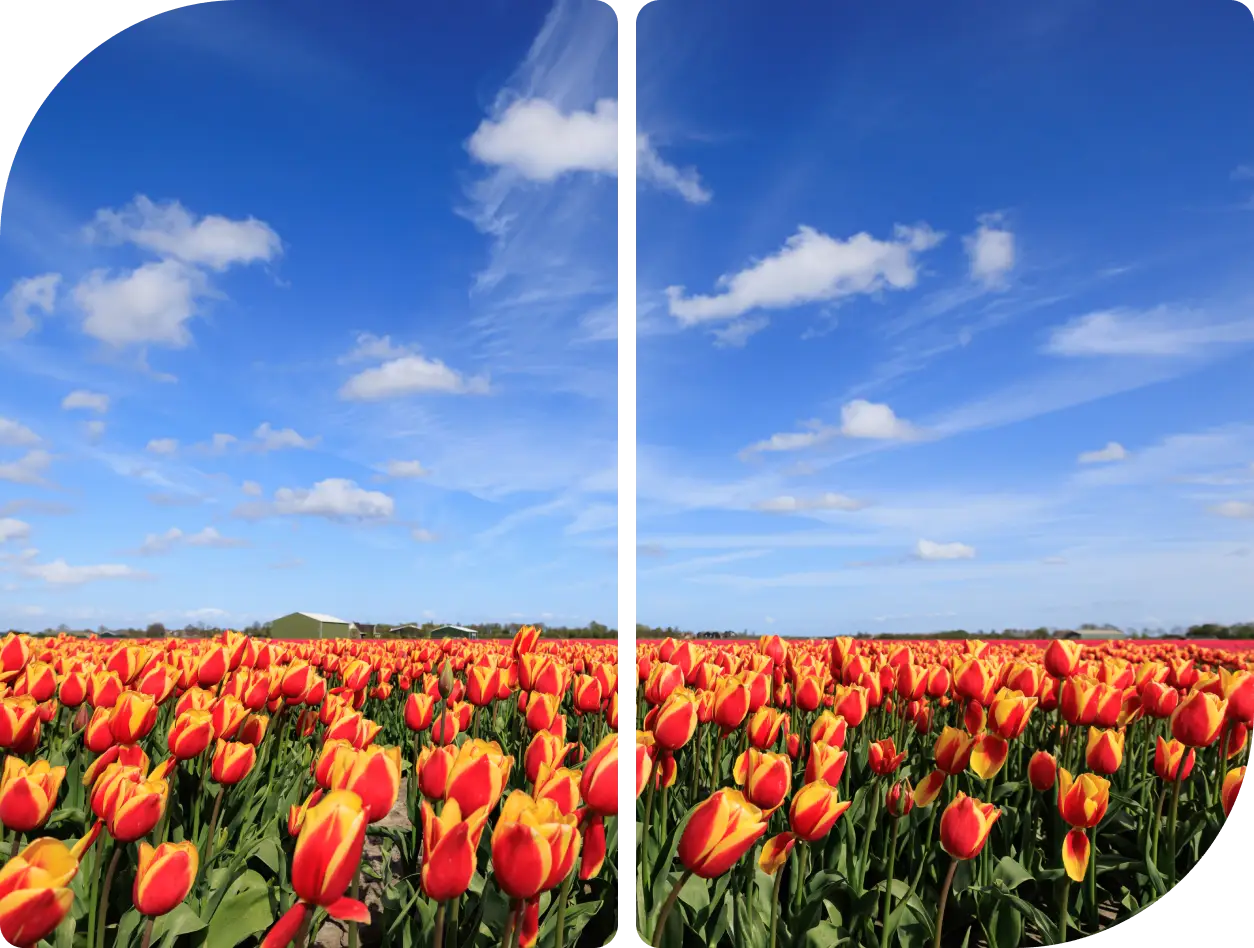 A field of red and yellow tulips under a blue sky with clouds.