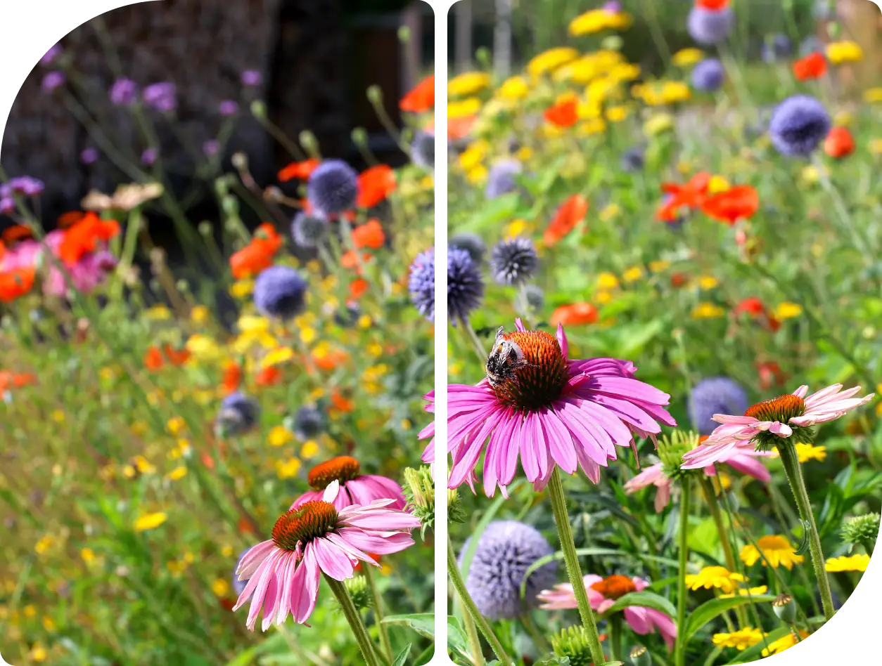 A bee on a pink coneflower surrounded by colorful wildflowers.