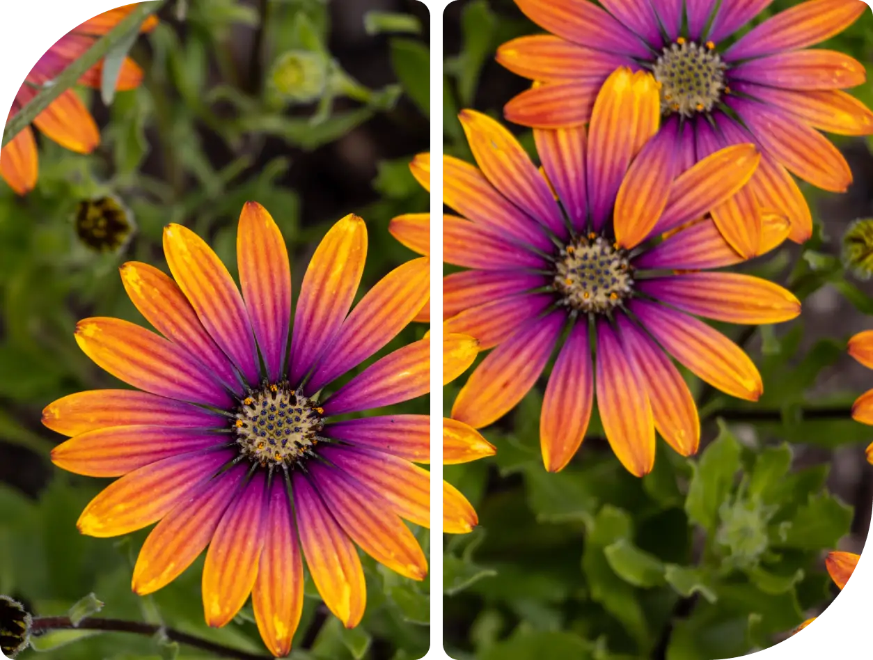 Bright orange and purple daisy-like flowers in bloom.