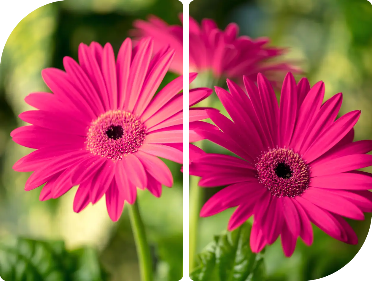 Two vibrant pink gerbera daisies in bloom.