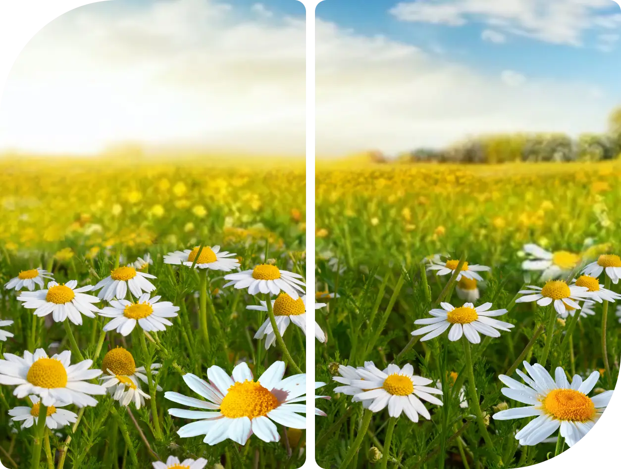 A field of daisies under a bright sky split by a vertical line.