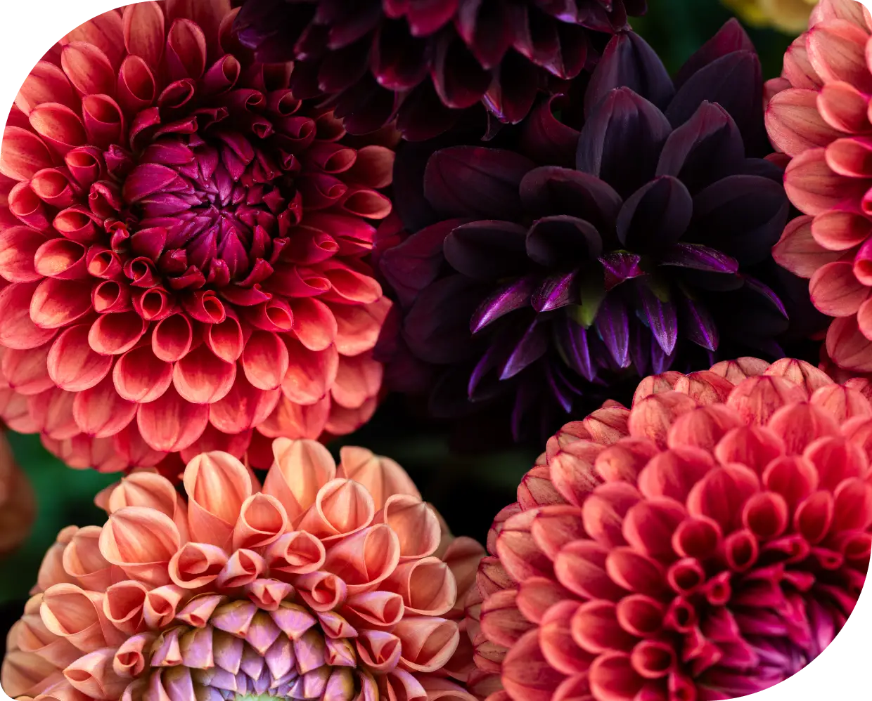 Close-up of vibrant dahlia flowers in shades of pink and purple.