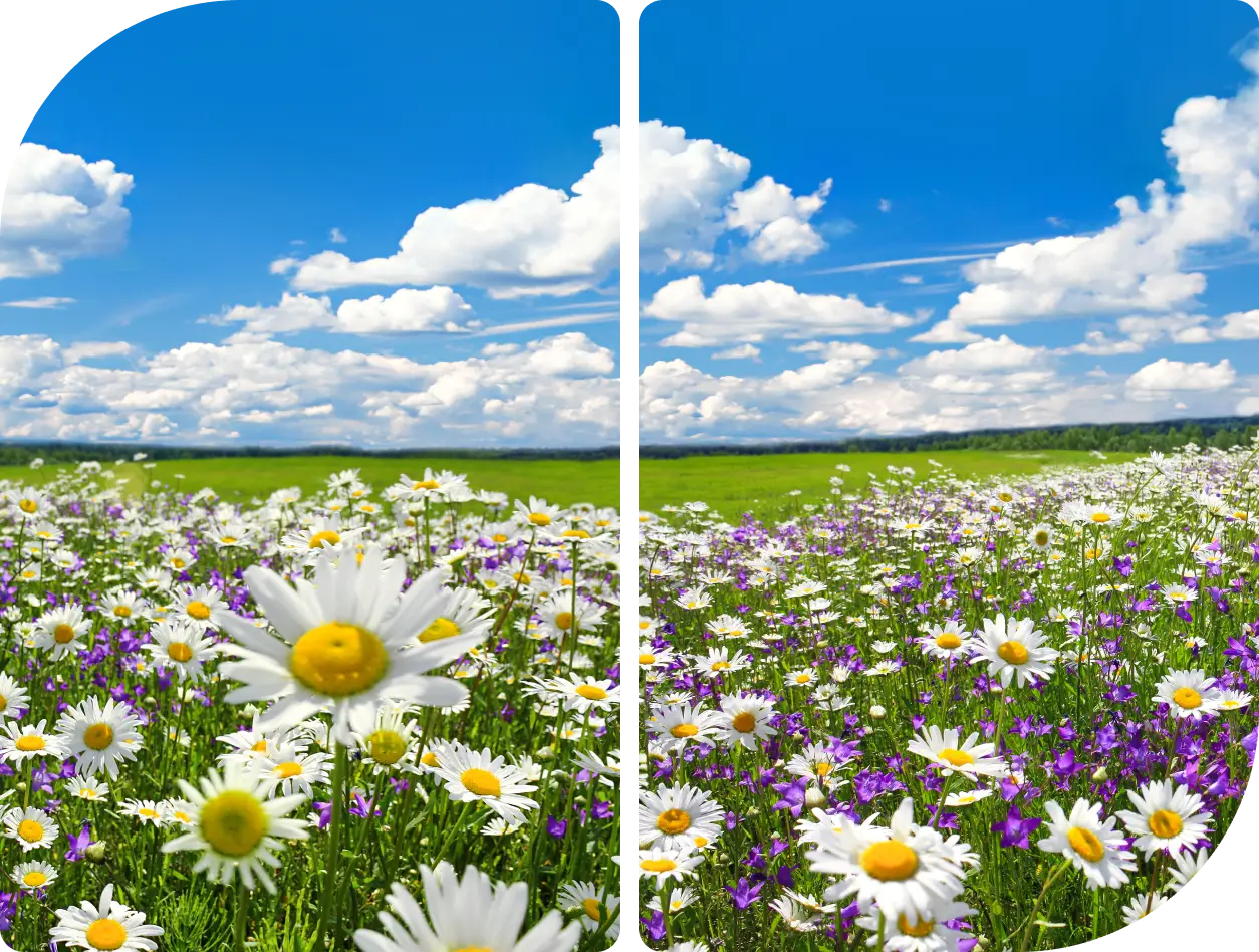 A vibrant field of daisies under a bright blue sky with fluffy clouds.