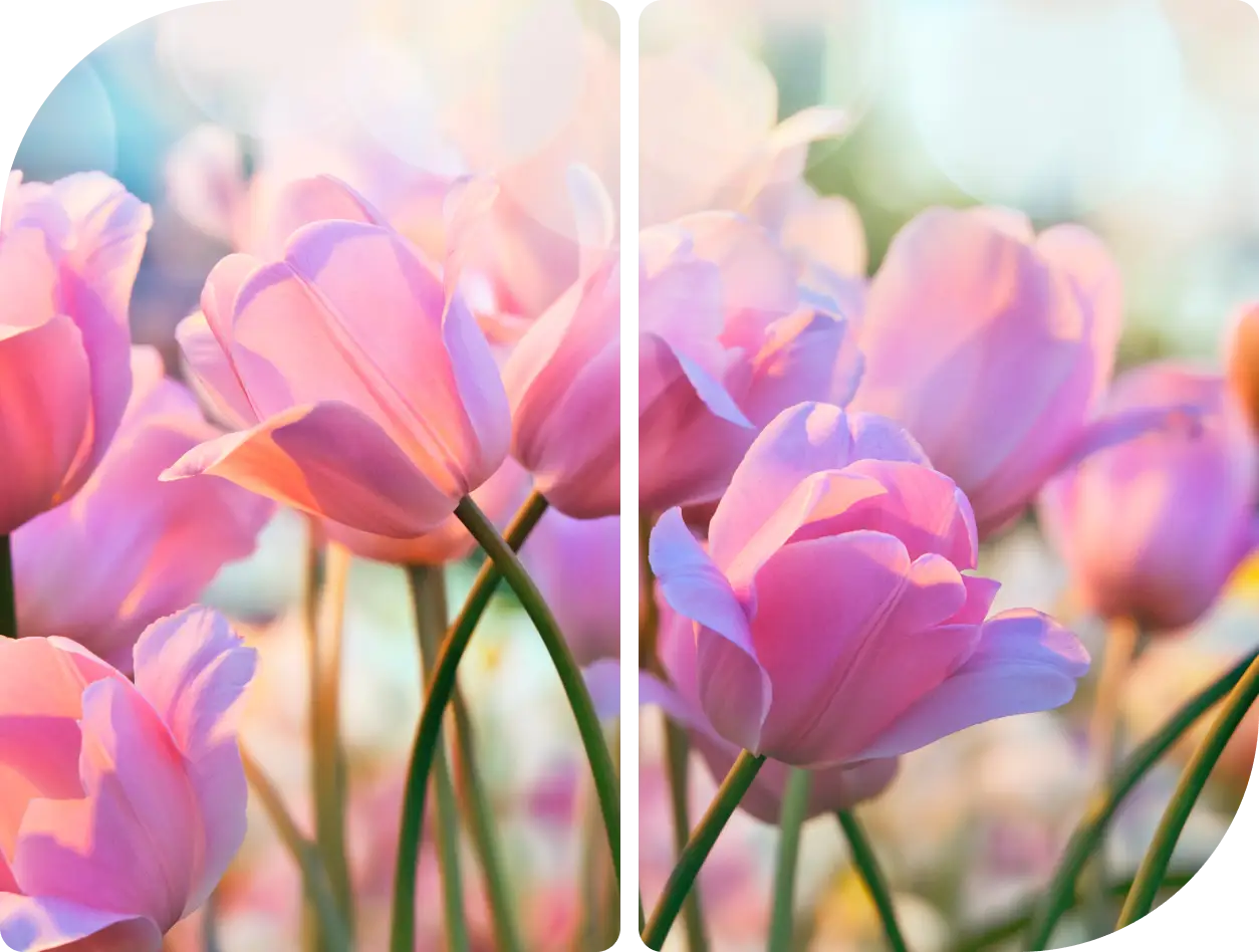 Delicate pink tulips blooming in soft sunlight.