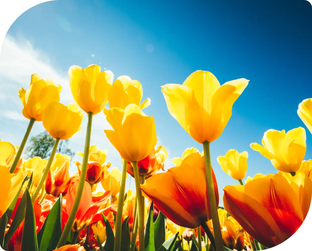 Bright yellow tulips blooming under a clear blue sky.