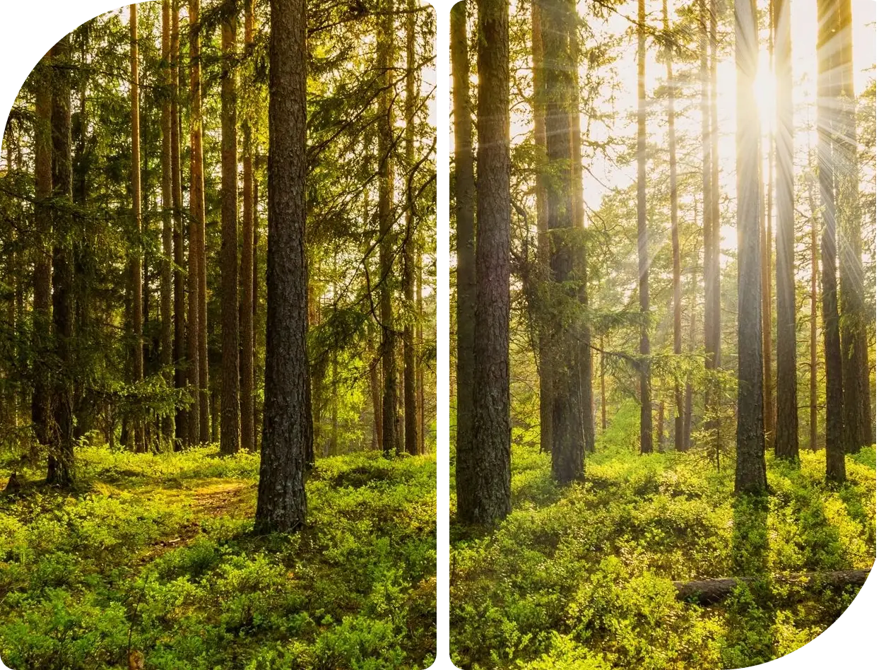 Sunlight filters through tall pine trees in a lush green forest.